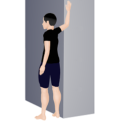 大胸筋（下部）