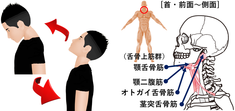 筋肉ビジュアルサンプル